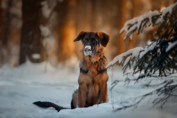 Rojo alemán shepard cachorro retrato de invierno —  Fotos de Stock