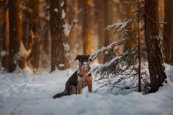 Vermelho alemão shepard cachorro retrato de inverno — Fotografia de Stock
