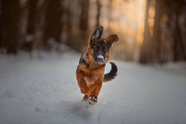 Red german shepard puppy winter portrait