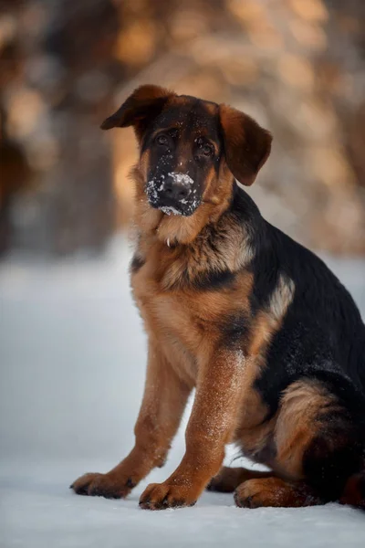 Röd tysk shepard puppy vintern porträtt — Stockfoto
