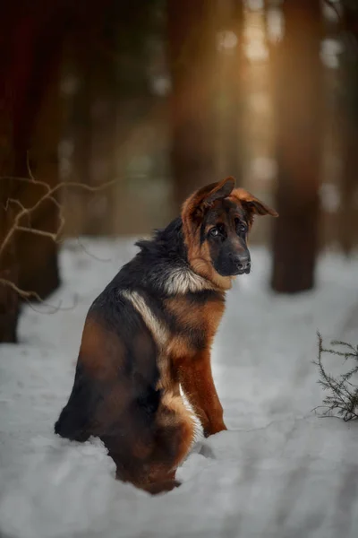 Roter Niedlicher Schäferhund Monate Welpenporträt Bei Schnee Winter — Stockfoto