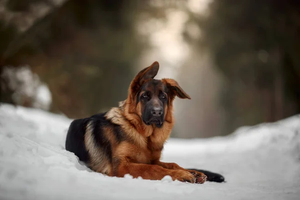 冬に雪で赤いかわいいジャーマン シェパード 回ヶ月子犬肖像画 — ストック写真