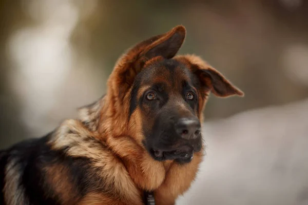 Rojo Lindo Pastor Alemán Meses Cachorro Retrato Nieve Invierno —  Fotos de Stock