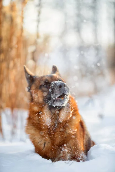 Rode Schattig Duitse Herder Mannelijke Hond Portret Sneeuw Winter — Stockfoto