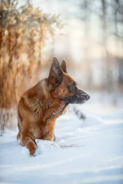 Červená Roztomilá Německého Ovčáka Mužský Pes Portrét Sněhu Zimě — Stock fotografie