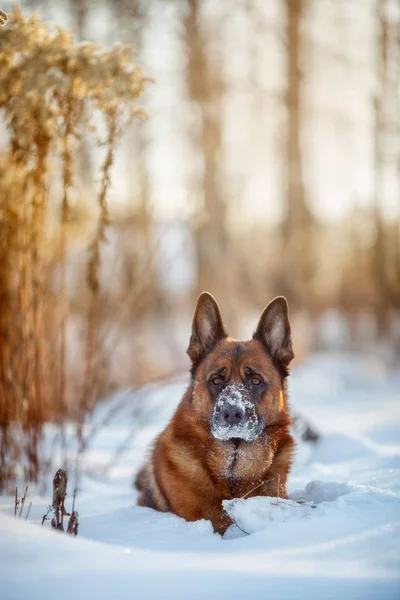 冬に雪で赤いかわいいジャーマン シェパード オス犬の肖像画 — ストック写真