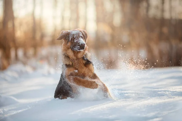 Red Cute German Shepherd Months Puppy Portrait Snow Winter — Stock Photo, Image