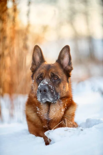 冬に雪で赤いかわいいジャーマン シェパード オス犬の肖像画 — ストック写真