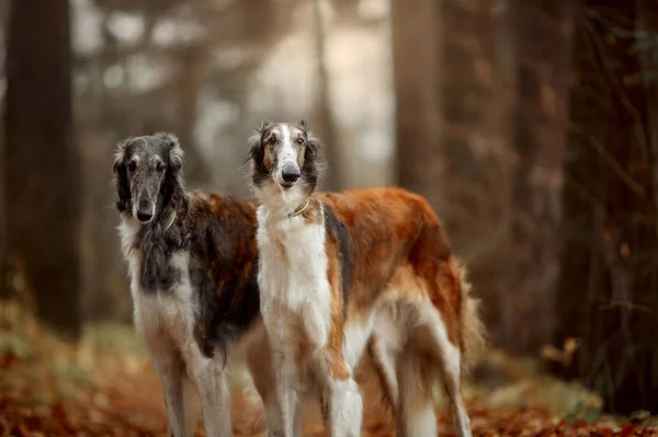 秋の公園でロシアのボルゾイ犬の肖像画 — ストック写真