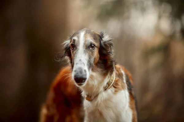 Ρωσική Μπορζόϊ Σκυλιά Πορτρέτο Ένα Φθινοπωρινό Πάρκο — Φωτογραφία Αρχείου