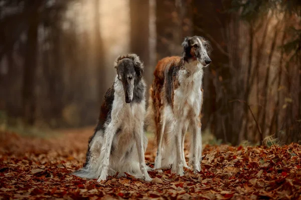 Russian Borzoi Dogs Portrait Autumn Park — Stock Photo, Image