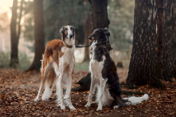 Russo Borzoi Cães Retrato Parque Outono — Fotografia de Stock