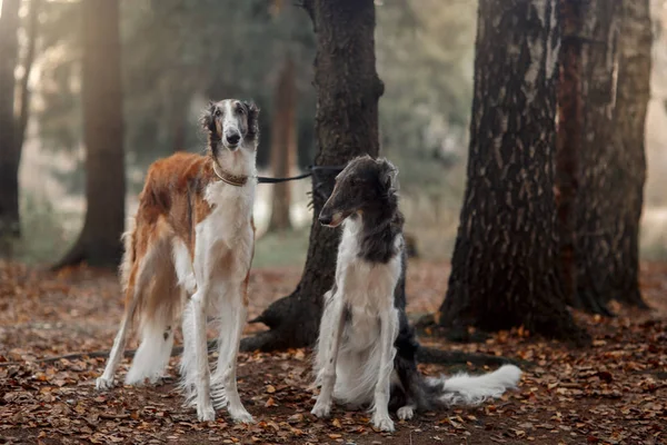 Rus Borzoi Köpekler Portre Bir Sonbahar Park — Stok fotoğraf