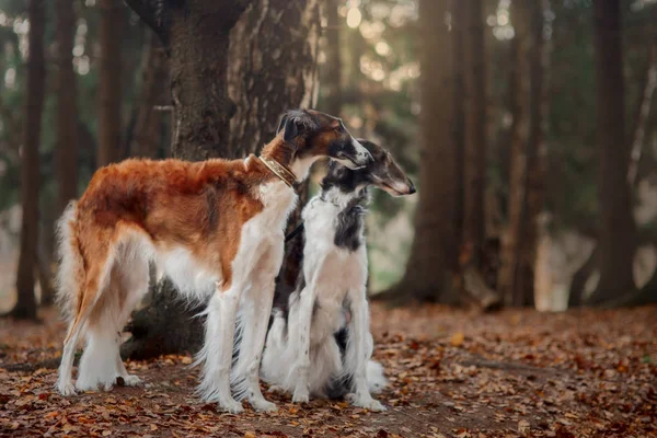 Ritratto Russo Cani Borzoi Parco Autunnale — Foto Stock