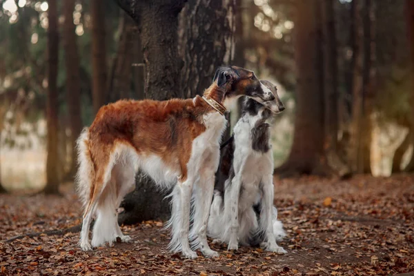 Russo Borzoi Cães Retrato Parque Outono — Fotografia de Stock