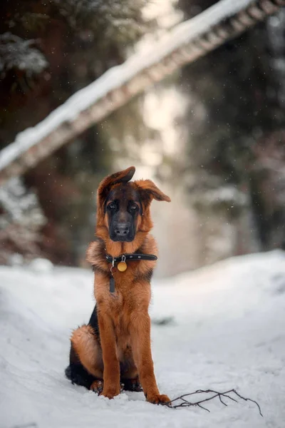 Rosso Carino Pastore Tedesco Mesi Ritratto Cucciolo Neve Inverno — Foto Stock