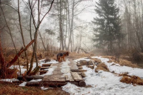 清晨森林的薄雾景观 — 图库照片