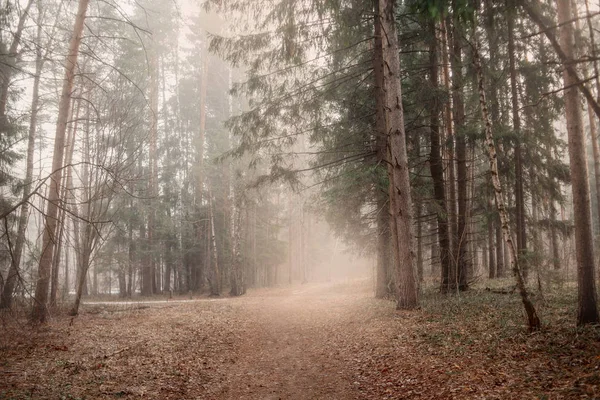 Sabahın erken saatlerinde orman ile sisli manzara — Stok fotoğraf