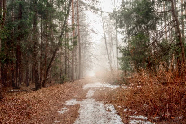 Paysage brumeux avec forêt tôt le matin — Photo