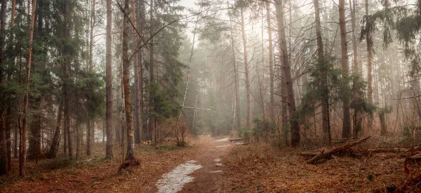 Mlhavá krajina s lesem brzy ráno — Stock fotografie