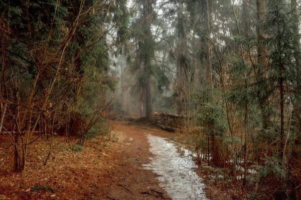 Paysage brumeux avec forêt tôt le matin — Photo