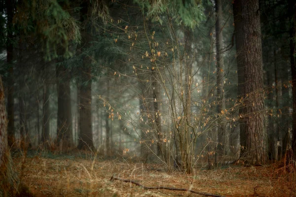 Neblige Landschaft mit Wald am frühen Morgen — Stockfoto