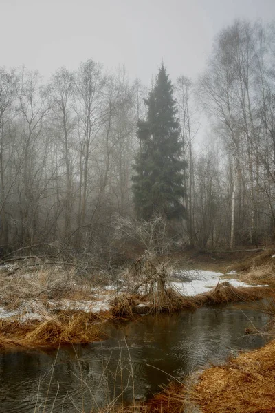 Zamlžené krajiny s lesem a řekou ráno — Stock fotografie