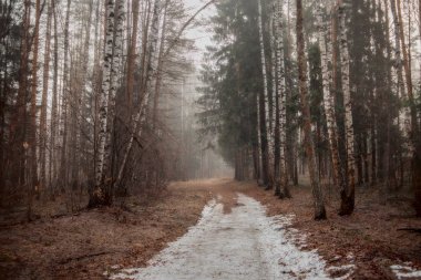 Sabahın erken saatlerinde orman ile sisli manzara