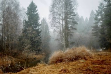 Sabah orman ve nehir ile sisli manzara