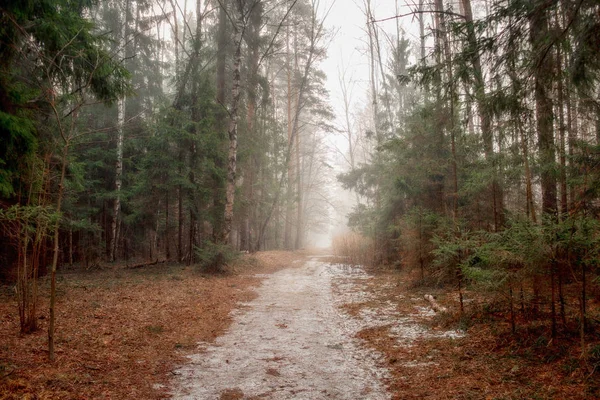 Mglisty krajobraz z lasem wczesnym rankiem — Zdjęcie stockowe
