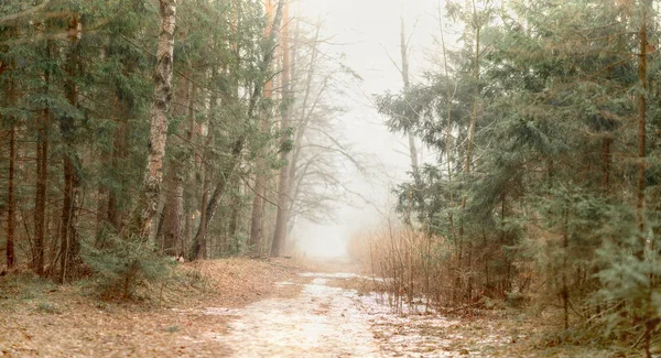 Mistige landschap met bos in de vroege ochtend — Stockfoto