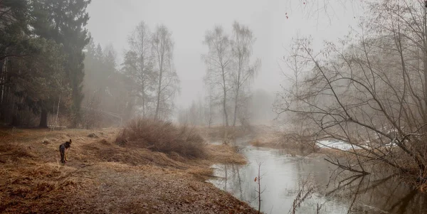 清晨有森林和河流的薄雾景观 — 图库照片