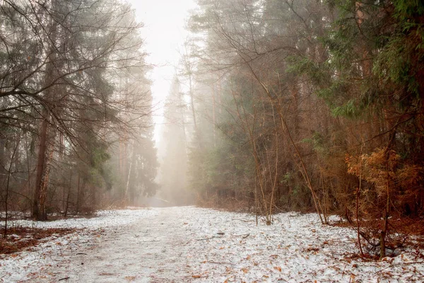 Туманный пейзаж с лесом ранним утром — стоковое фото