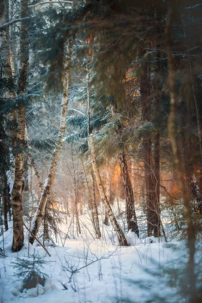 Bosque bajo la nieve en la tarde soleada — Foto de Stock