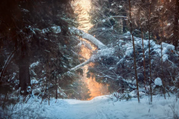 Las pod śniegiem wieczorem słoneczny — Zdjęcie stockowe