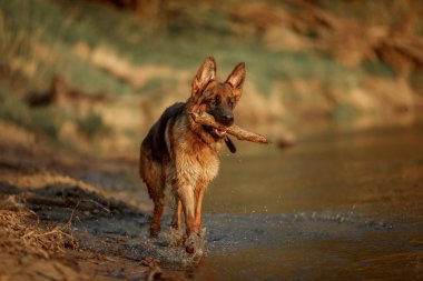 Nehirde yüzen Alman çoban köpeği 