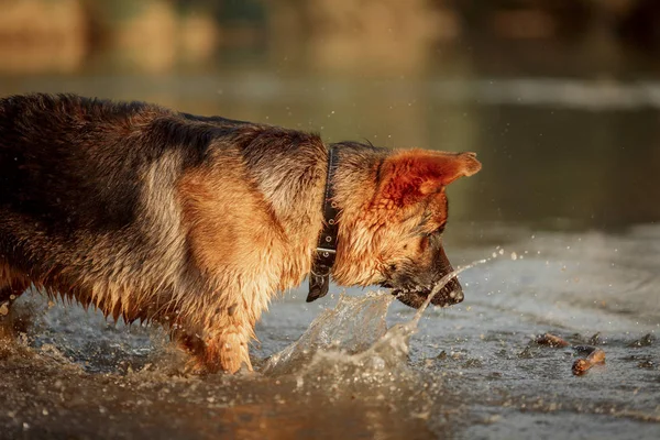 Německý ovčák plavecký v řece — Stock fotografie
