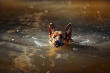 Nehirde yüzen Alman çoban köpeği 