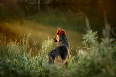 Yaz gün batımında nehirde yüzen Alman çoban köpeği
