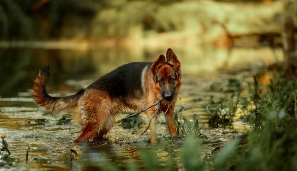 Pastore tedesco che nuota nel fiume — Foto Stock