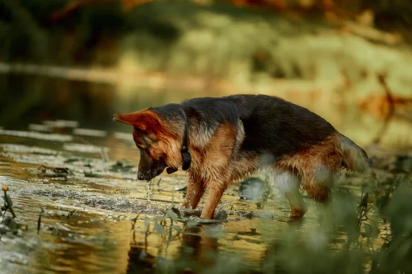 夏の夕日に川で泳ぐドイツの羊飼い犬 — ストック写真