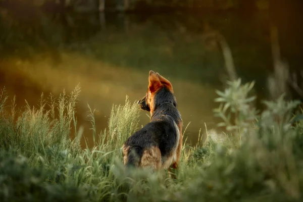 Schäfer Hund Simning Floden Vid Sommar Solnedgång — Stockfoto