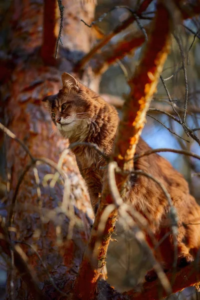 Rudy Somalijski Kot Siedzi Gałęzi Drzewa Sosnowego Słońcu — Zdjęcie stockowe