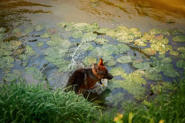 Γερμανικό Ποιμενικό Σκυλί Κολύμπι Στο Ποτάμι Καλοκαίρι Ηλιοβασίλεμα — Φωτογραφία Αρχείου