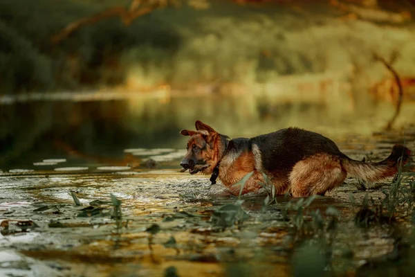 Γερμανικό ποιμενικό σκυλί που κολυμπάει στο ποτάμι — Φωτογραφία Αρχείου