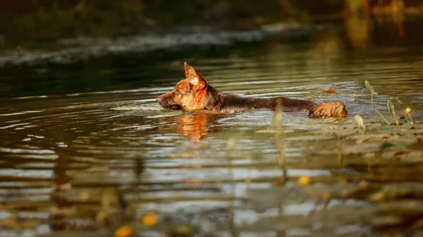 German shepherd dog swimming in the river at summer sunset
