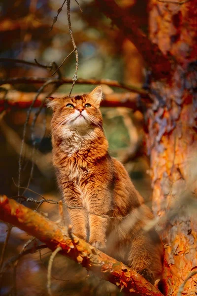 Rudy somali cat sitzt auf einem Kiefernzweig bei Sonnenlicht — Stockfoto