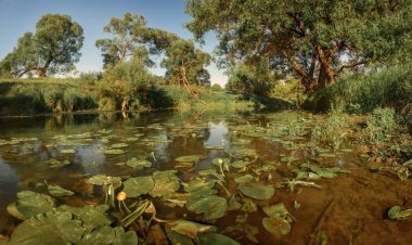 Yaz gün batımında nehirde yüzen Alman çoban köpeği