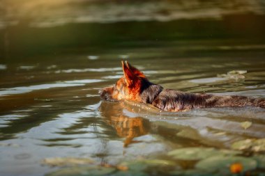 Yaz gün batımında nehirde yüzen Alman çoban köpeği