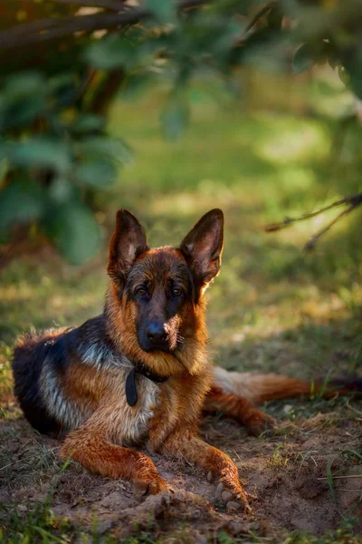 德国牧羊犬在夏季日落时分在河里游泳 — 图库照片